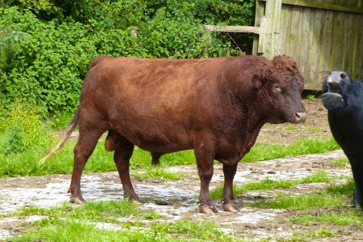 1 Dexter Breeding Bull | SellMyLivestock - The Online Livestock Marketplace