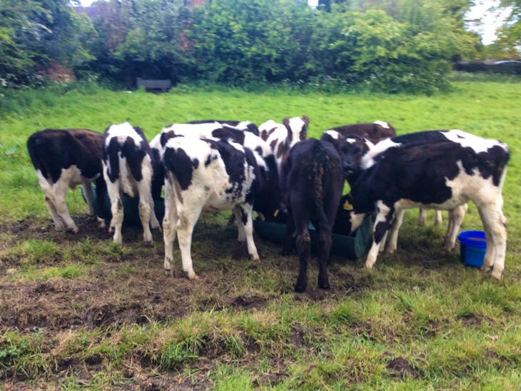 12 Holstein Friesian, Limousin Cross Store Steers, Heifers