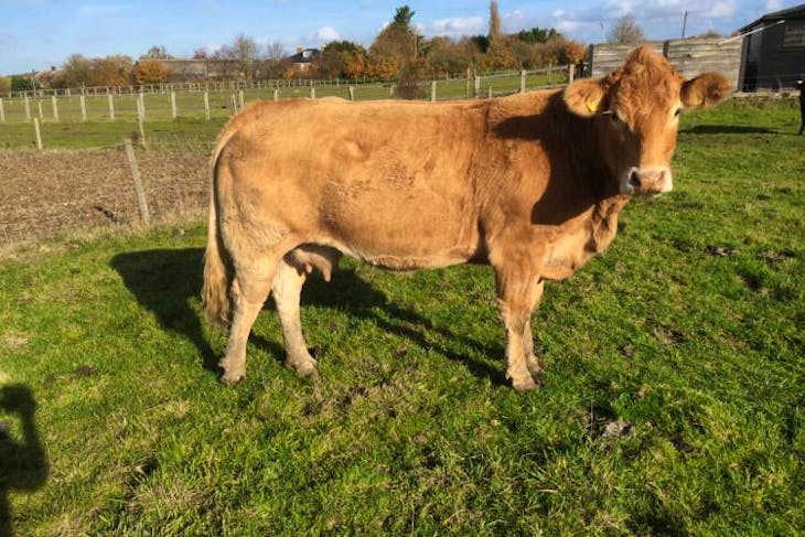 4 Limousin Breeding Cows | SellMyLivestock - The Online Livestock ...