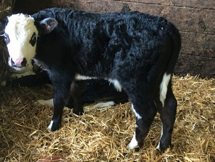 30 TB Res Hereford Cross Store Calves, Heifers, Steers SellMyLivestock The Online Livestock