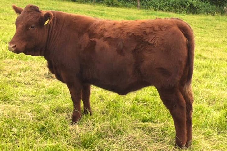 7 Aberdeen Angus, Limousin, Devon Red Cross Store Steers, Heifers ...