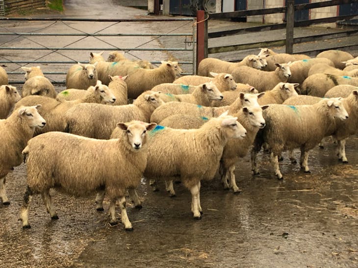 75 Lleyn, New Zealand Romney Breeding Lambs | SellMyLivestock - The ...