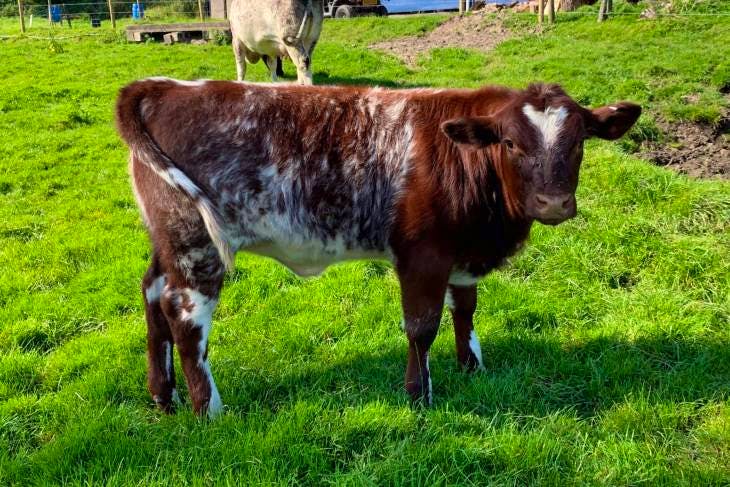 1 Beef Shorthorn Breeding Cow, Heifer with Calf at Foot ...