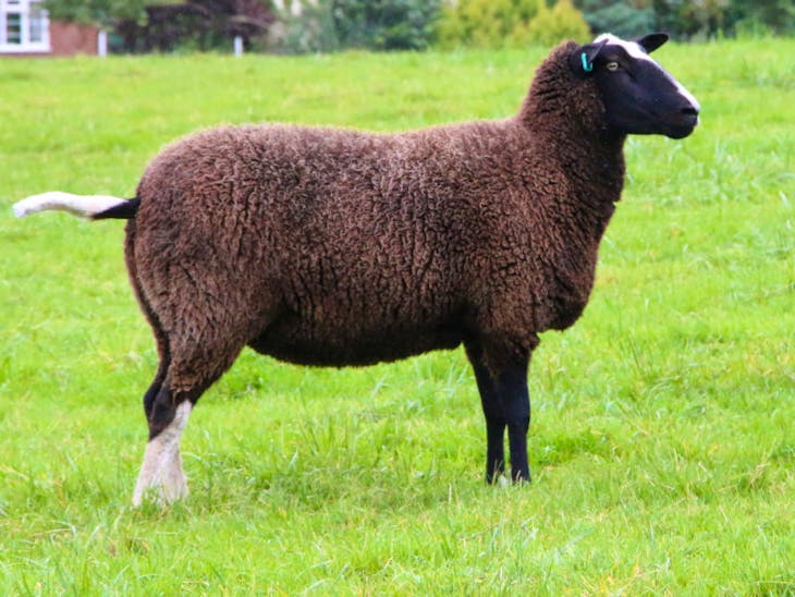 3 Pedigree Zwartbles In-Lamb Breeding Ewes | SellMyLivestock - The ...