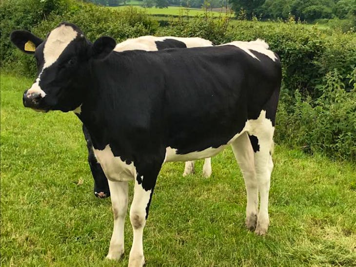 13 Pedigree Holstein InCalf Breeding Heifers SellMyLivestock The