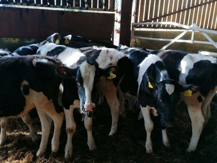 13 Holstein Friesian Cross Store Steers SellMyLivestock The Online