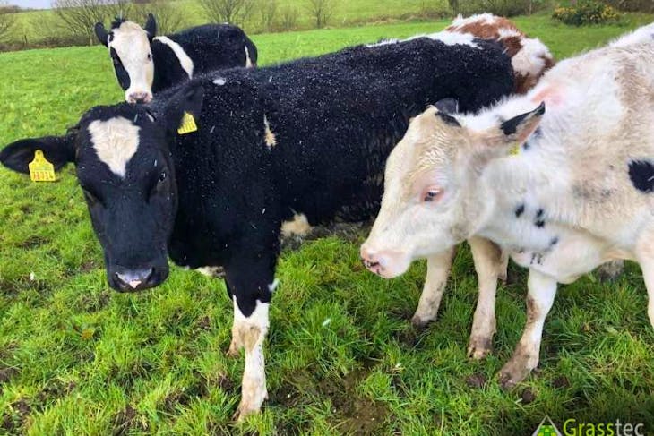 20 Jersey, NZ Friesian, Holstein Friesian Cross Breeding Dairy Females ...