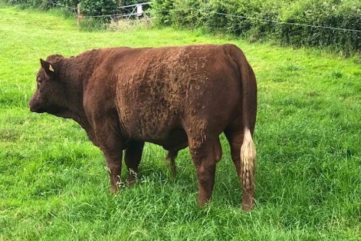 2 Pedigree Devon Red Breeding Bulls | SellMyLivestock - The Online ...