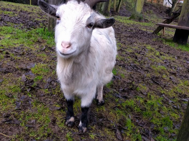 1 Nigerian Dwarf, Pygmy Breeding, Dairy Doe | SellMyLivestock - The ...