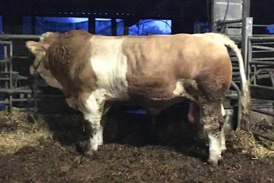 Simmental Cattle For Sale Sellmylivestock The Online Livestock Marketplace 