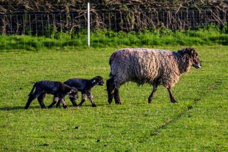 12 Pedigree Leicester Longwool Breeding Ewes, Shearlings ...