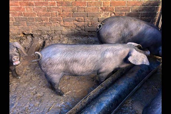 Large Black Pigs For Sale  SellMyLivestock - The Online Livestock  Marketplace