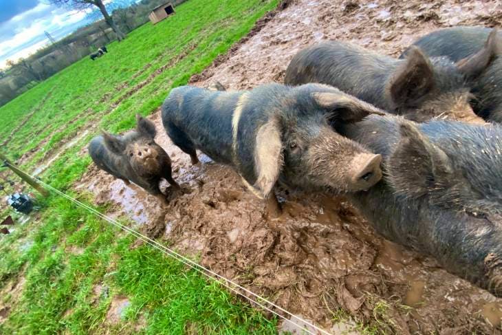 5 Saddleback, Berkshire In-pig Growing, Breeding Sows, Boars 