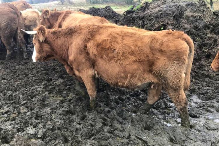 11 Belgium Blue, Charolais, Limousin Cross Breeding Cows with Calves at ...