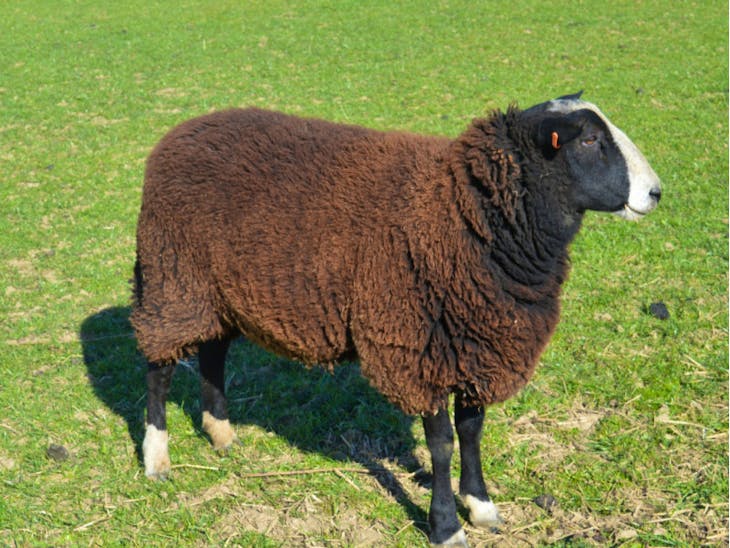 1 Pedigree Zwartbles Breeding Ram | SellMyLivestock - The Online ...