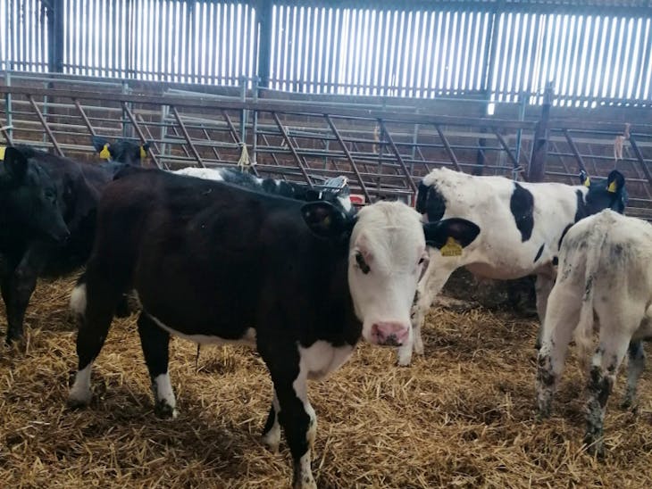 85 Aberdeen Angus, British Blue, Charolais, Holstein, Hereford, Limousin Cross Store Steers