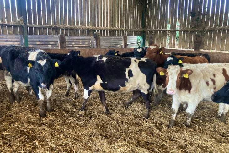 30 British Friesian, Fleckvieh, Jersey Heifers | SellMyLivestock - The ...