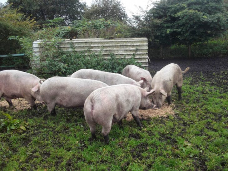 8 Large White Breeding Sows SellMyLivestock The Online Livestock