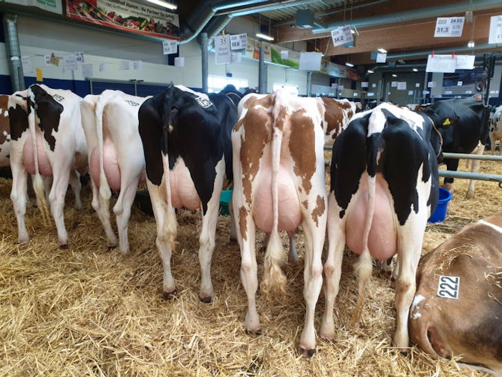 34 Pedigree Holstein Breeding, Dairy Cows, Heifers SellMyLivestock