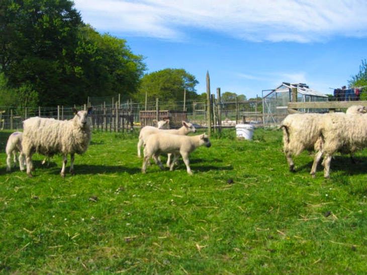 15 Aberfield Cross Breeding Ewes, Lambs with Lambs at Foot ...