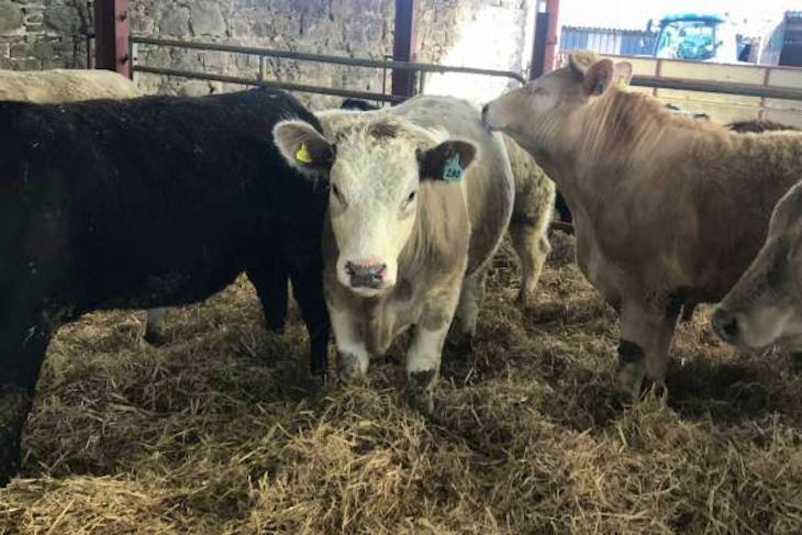 25 Simmental, Limousin, Charolais Cross Store Heifers, Steers ...