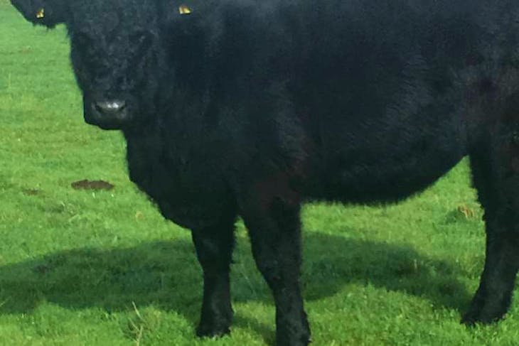 5 Pedigree Welsh Black Breeding Heifers | SellMyLivestock - The Online ...