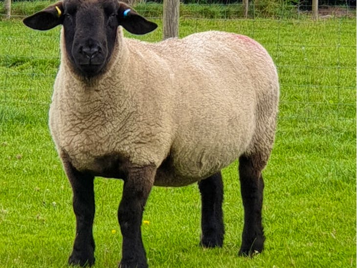 10 Pedigree Suffolk InLamb Breeding Ewes SellMyLivestock The