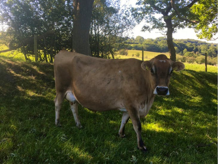 5 Pedigree Jersey InCalf Breeding, Dairy Cows, Heifers
