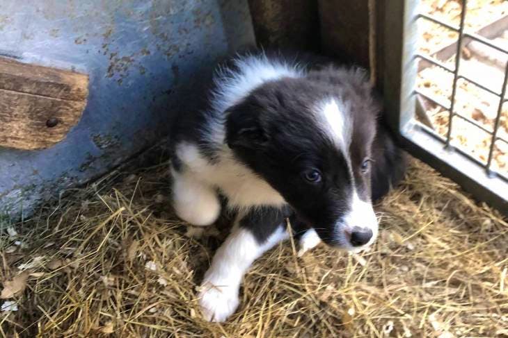 1 Border Collie (Female) | SellMyLivestock - The Online Livestock ...