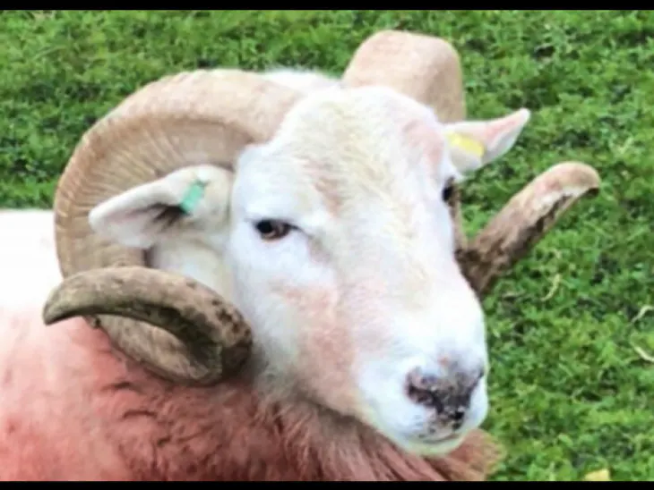 1 Pedigree Wiltshire Horn Breeding Ram SellMyLivestock The Online
