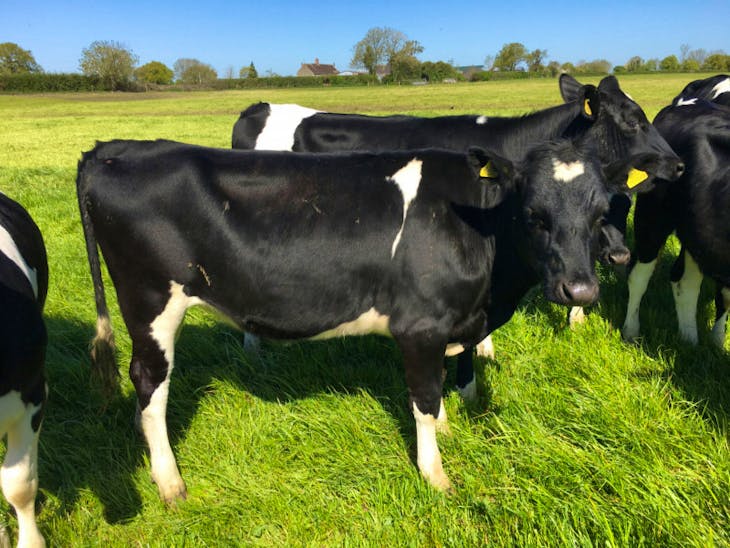 25 Organic Holstein Friesian Breeding, Dairy Heifers
