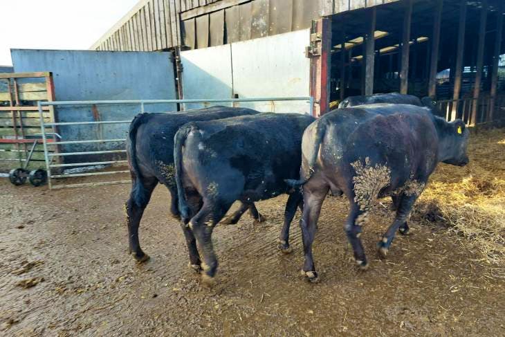 5 Wagyu Cross Store Steers | SellMyLivestock - The Online Livestock ...