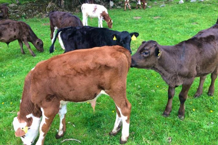 30 Aberdeen Angus, Beef Shorthorn, British Blue, Hereford, Limousin ...