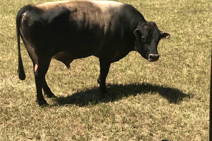 1 Jersey Breeding Bull | SellMyLivestock - The Online Livestock Marketplace