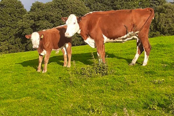 4 Hereford, Charolais Cross Breeding Cows, Calves With Calves At Foot 