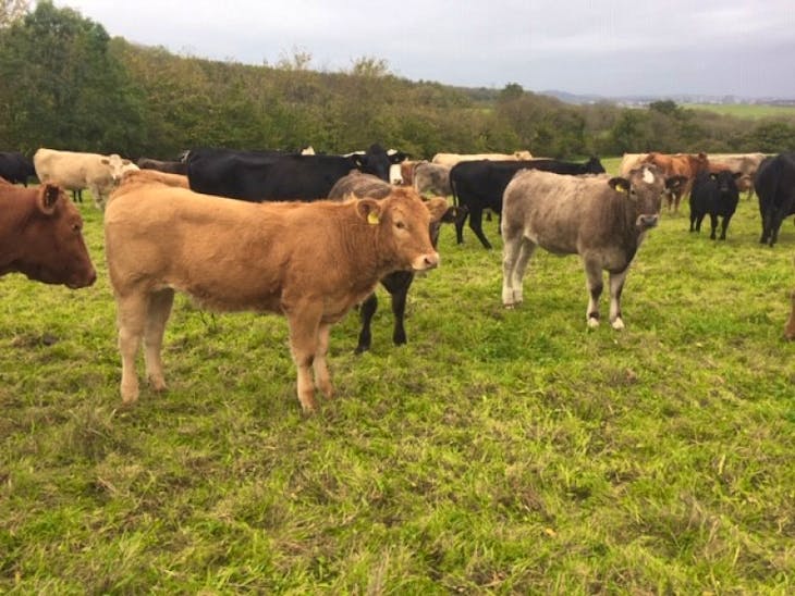 58 Aberdeen Angus, Limousin, Charolais, Hereford, British Blonde ...