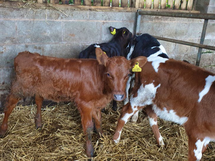 12 Swedish Red Cross Breeding, Dairy Heifers | SellMyLivestock - The ...