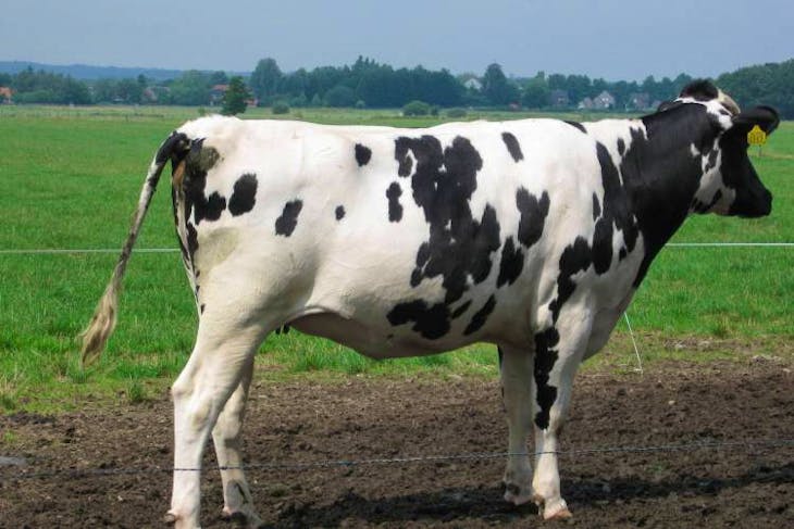 34 Pedigree Holstein In-calf Dairy, Breeding Heifers 