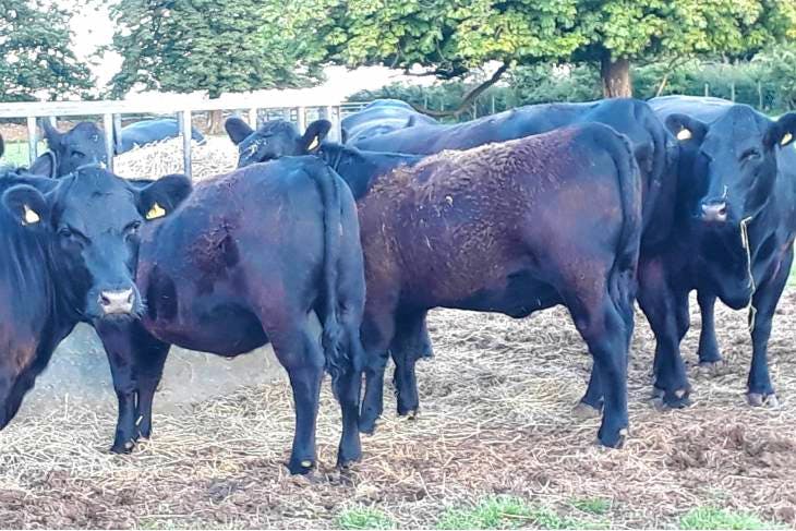 13 Aberdeen Angus, Welsh Black Breeding Cows, Heifers | SellMyLivestock ...