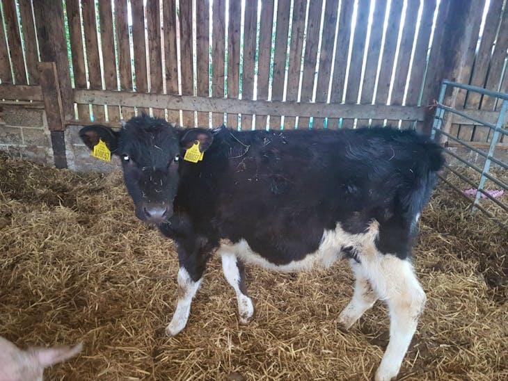 11 Organic Holstein Friesian, Welsh Black, Hereford Cross Store Bulls