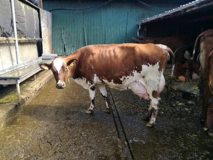 35 Danish Red In-Calf Breeding, Dairy Cows | SellMyLivestock - The ...