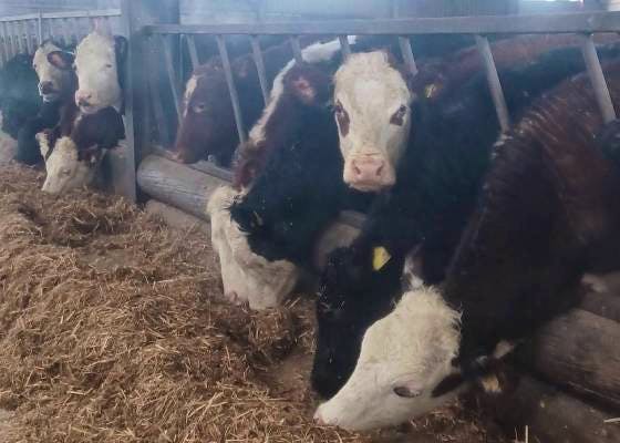 Auctions | SellMyLivestock - The Online Livestock Marketplace