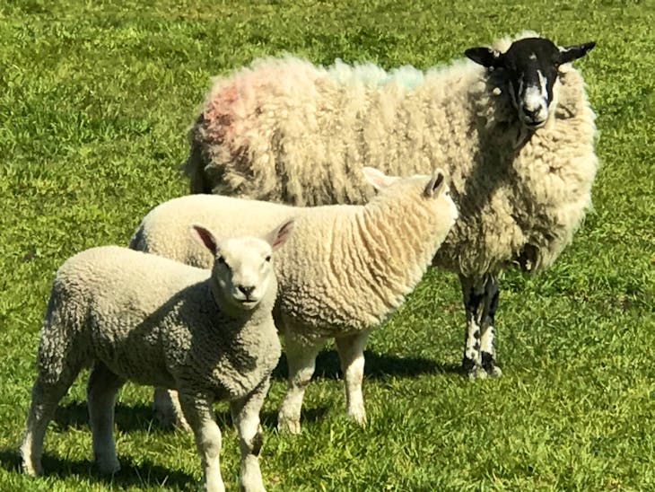 50 Suffolk, Texel Cross Store, Breeding Lambs, Wethers, Ewes ...