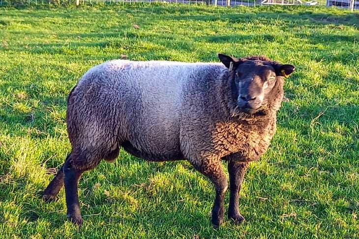 1 Blue Texel Breeding Ram 