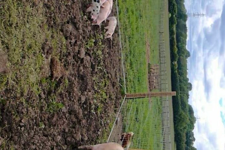 9 Organic Duroc Cross Growing, Breeding Weaners | SellMyLivestock - The ...