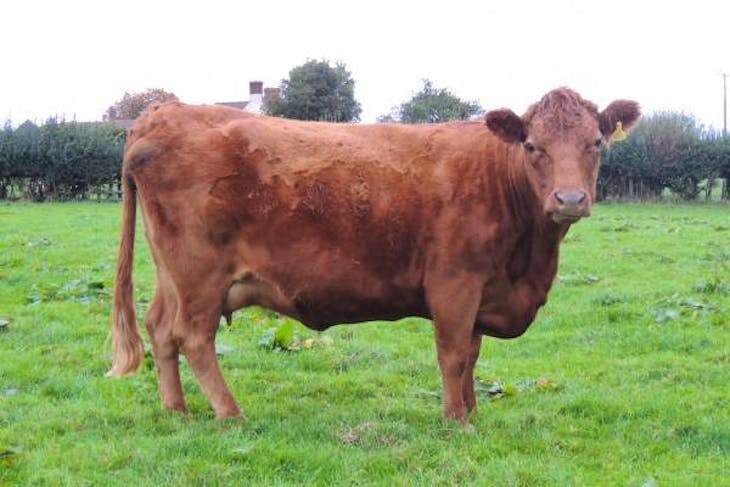 4 Pedigree Dexter, Miniature Hereford In-Calf Breeding Cows ...