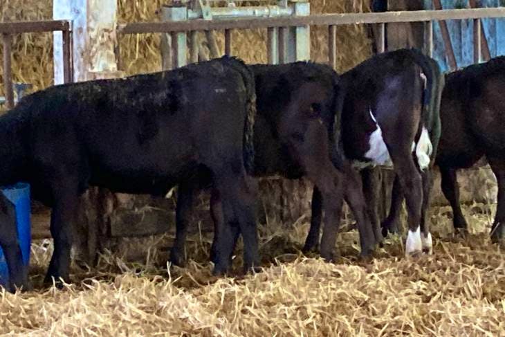 20 Aberdeen Angus Cross Calves | SellMyLivestock - The Online Livestock ...