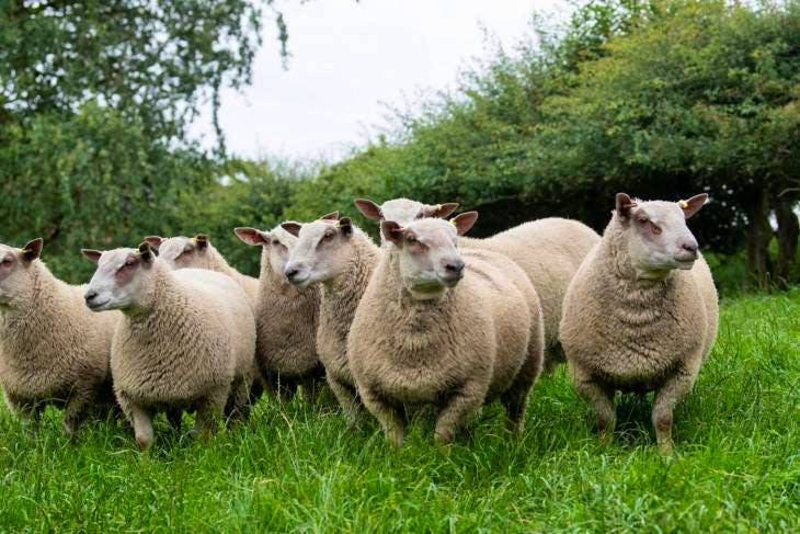 20 Pedigree Charollais Breeding Lambs, Rams | SellMyLivestock - The ...