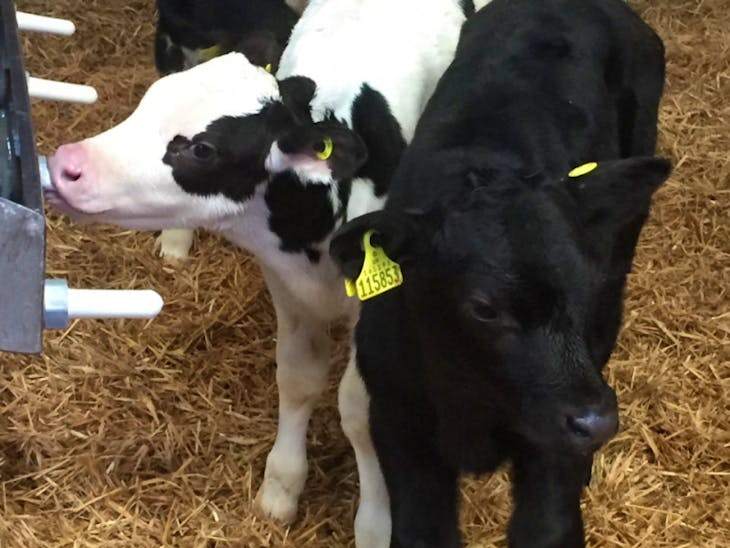30 Holstein Friesian, Aberdeen Angus, British Blue Cross Store Calves