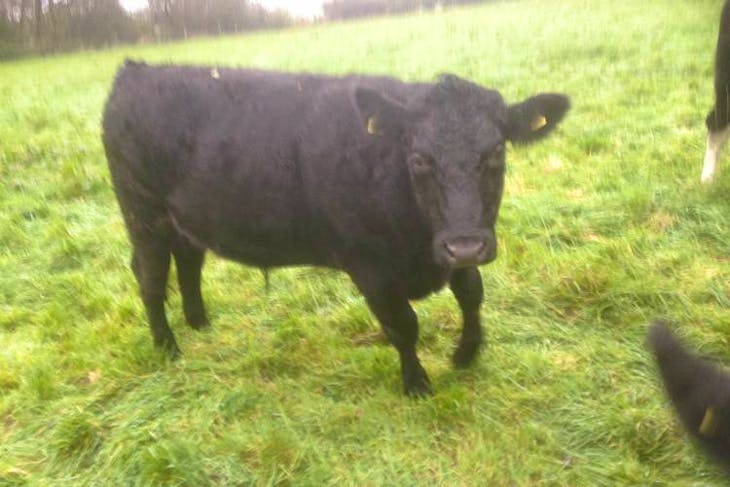 4 Dexter, Aberdeen Angus, Hereford Cross Store Steers | SellMyLivestock ...